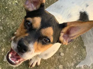 Cachorro raça SRD-ViraLata idade 2 a 6 meses nome lindinha