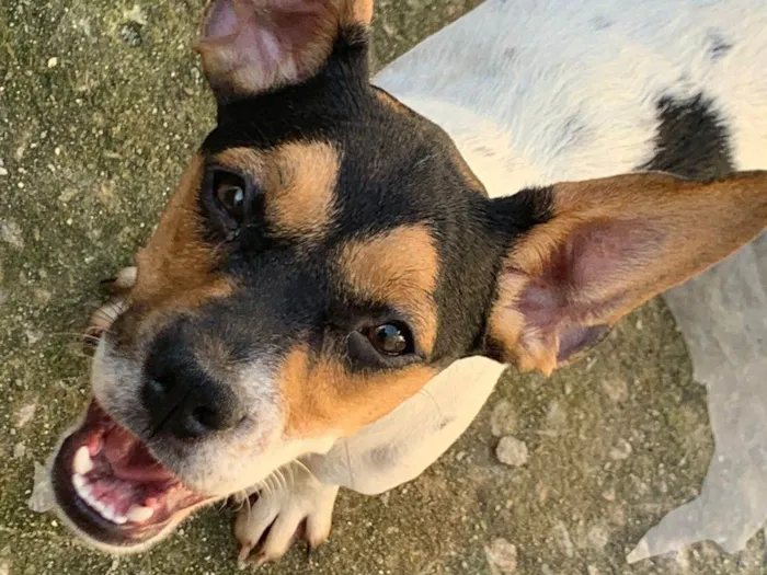 Cachorro ra a SRD-ViraLata idade 2 a 6 meses nome lindinha