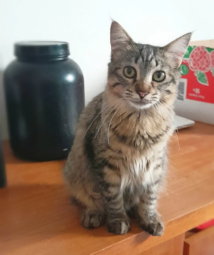 Gato ra a Srd idade 7 a 11 meses nome Bless