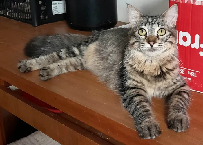 Gato ra a Srd idade 7 a 11 meses nome Bless