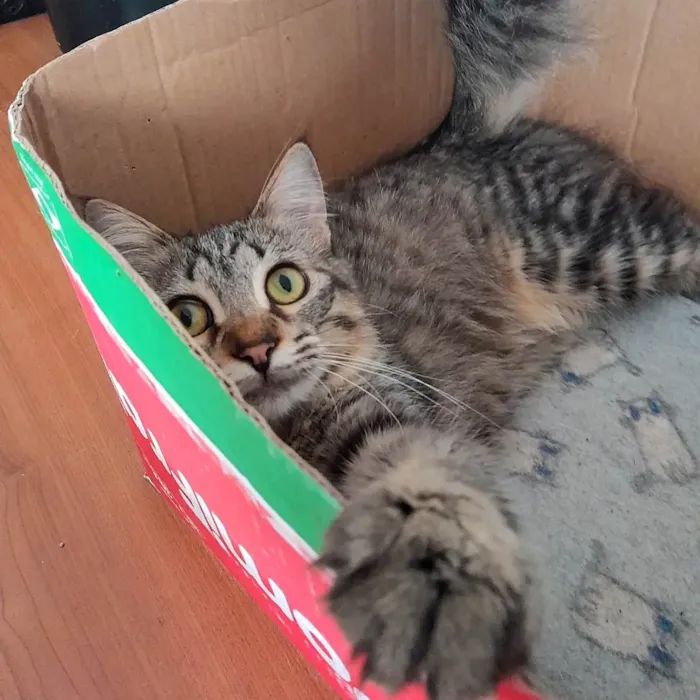 Gato ra a Srd idade 7 a 11 meses nome Bless