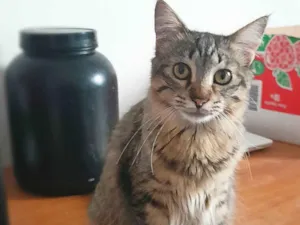 Gato raça Srd idade 7 a 11 meses nome Bless