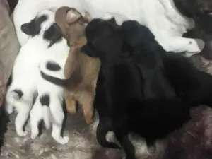 Cachorro raça SRD-ViraLata idade  nome Não tem nome 