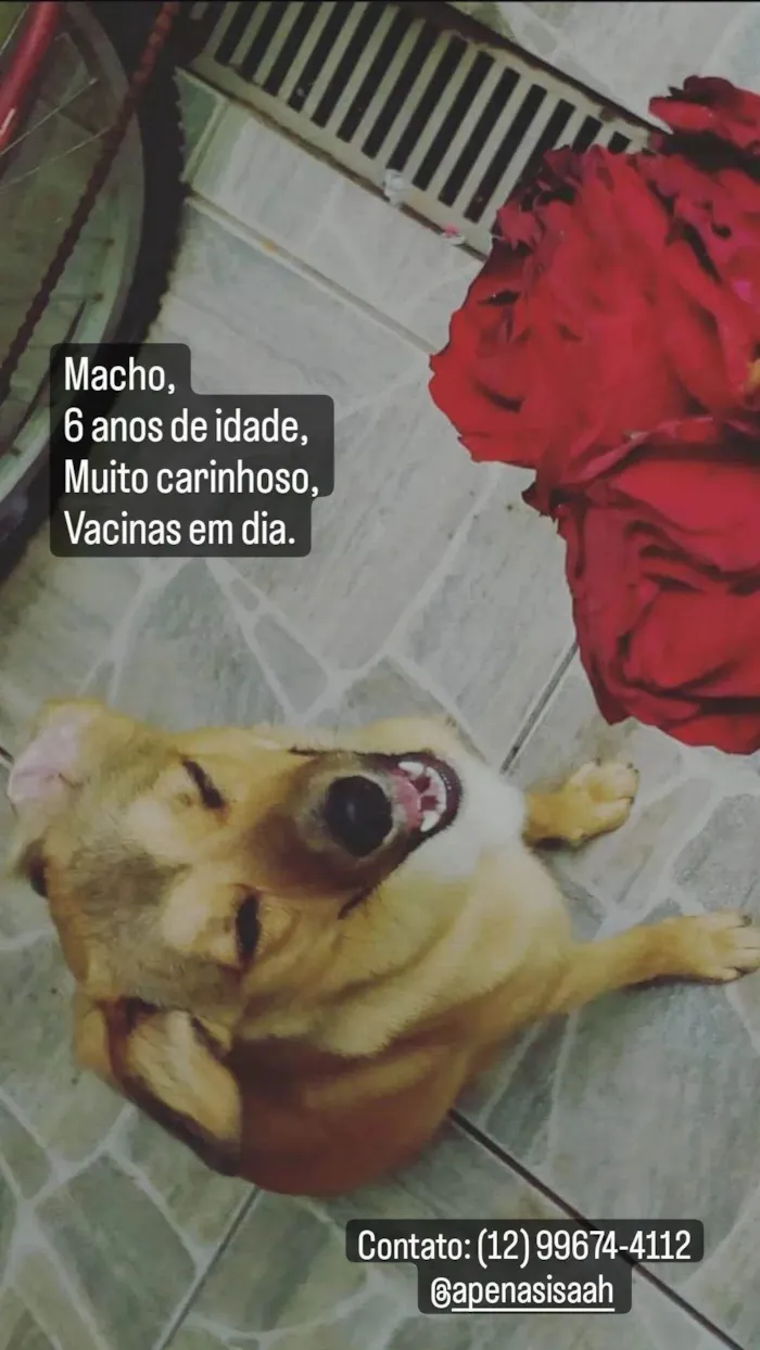 Cachorro ra a SRD-ViraLata idade 6 ou mais anos nome Bobby 