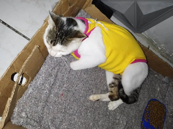 Gato raça Srd idade 2 a 6 meses nome Princesa 