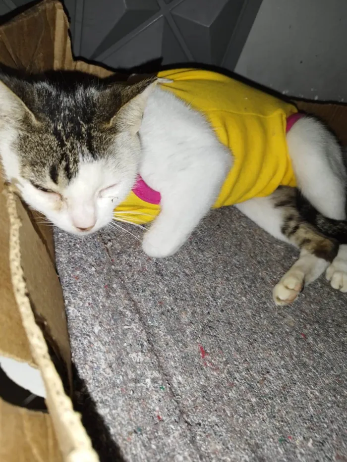 Gato raça Srd idade 2 a 6 meses nome Princesa 