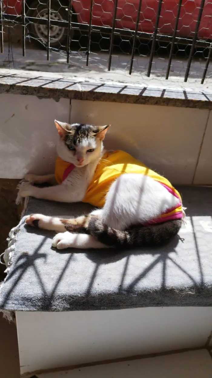 Gato raça Srd idade 2 a 6 meses nome Princesa 