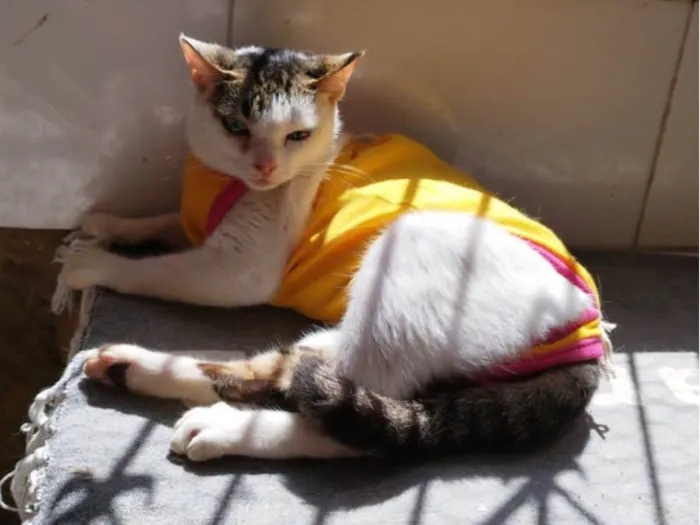 Gato raça Srd idade 2 a 6 meses nome Princesa 