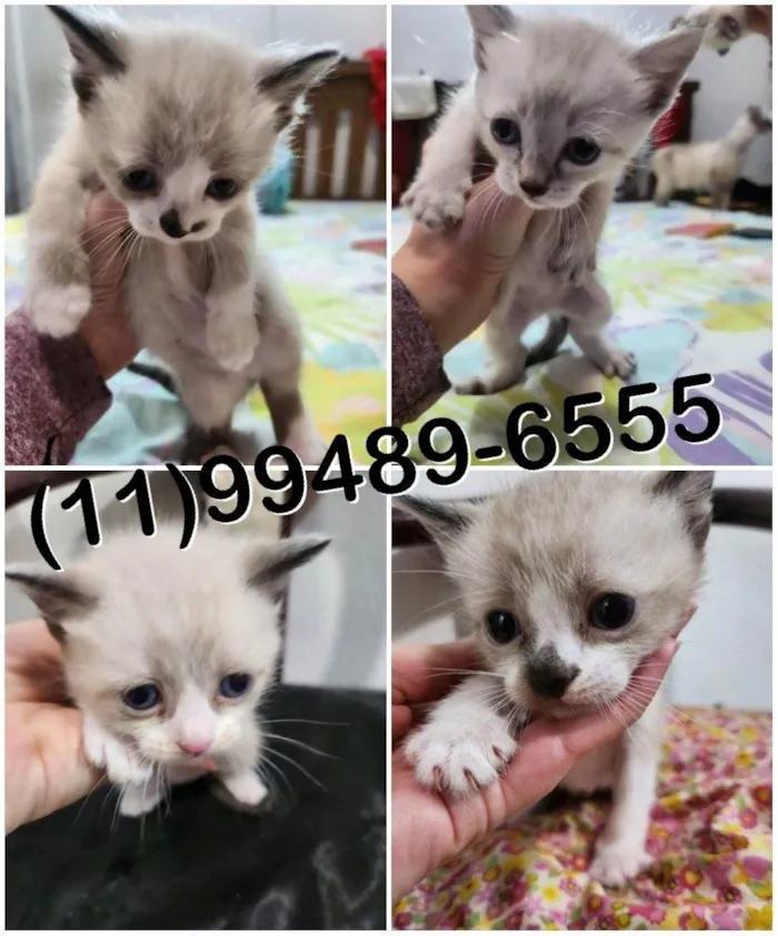 Gato raça SRD-ViraLata idade Abaixo de 2 meses nome Gatinhos