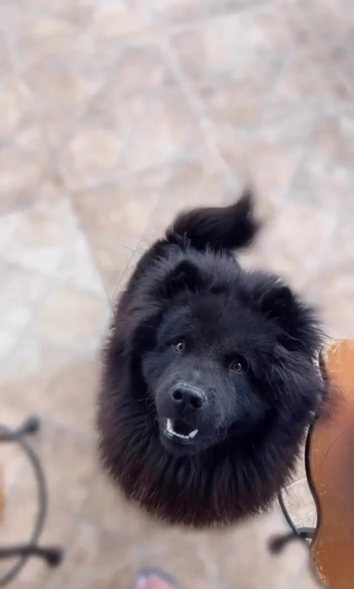 Cachorro ra a Chow Chow idade 1 ano nome Hórus 
