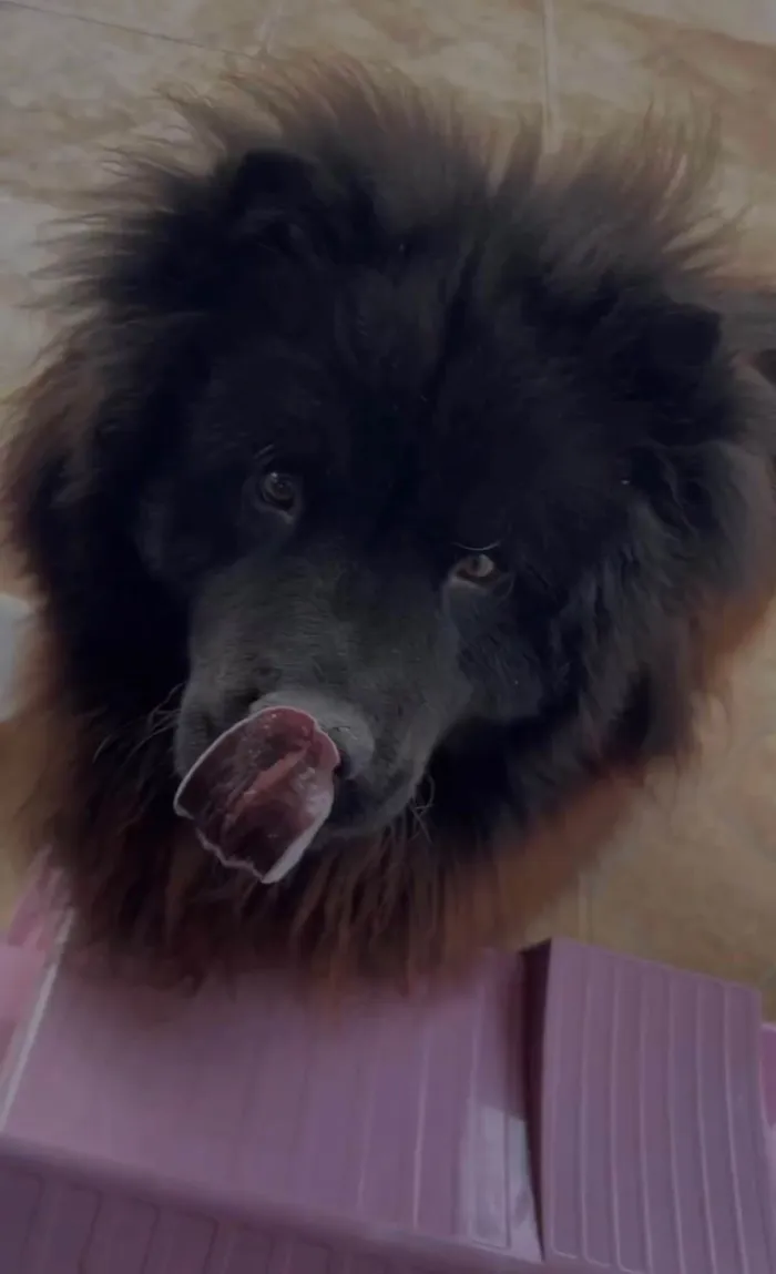 Cachorro ra a Chow Chow idade 1 ano nome Hórus 
