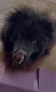 Hórus