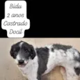 Biduzinho