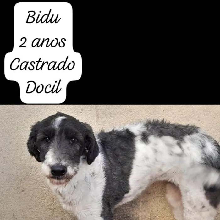 Cachorro ra a Poodle idade 2 anos nome Biduzinho