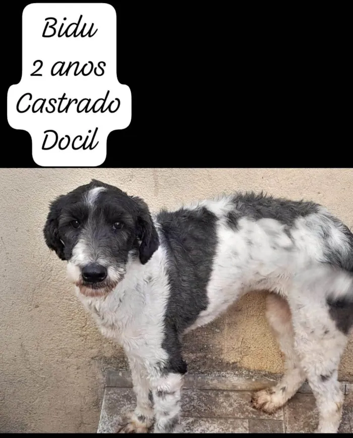 Cachorro ra a SRD-ViraLata idade 2 anos nome Bidu