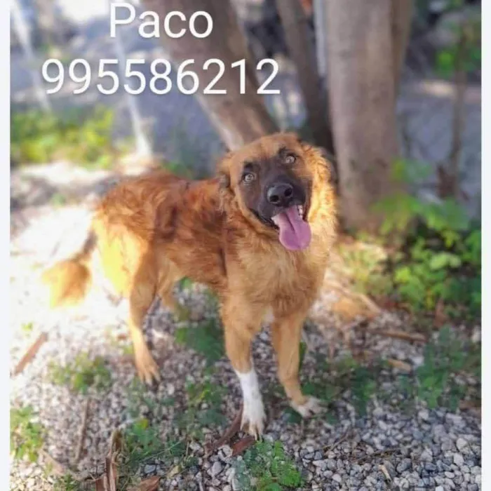 Cachorro ra a SRD-ViraLata idade 2 anos nome Paco