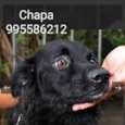 Chapa
