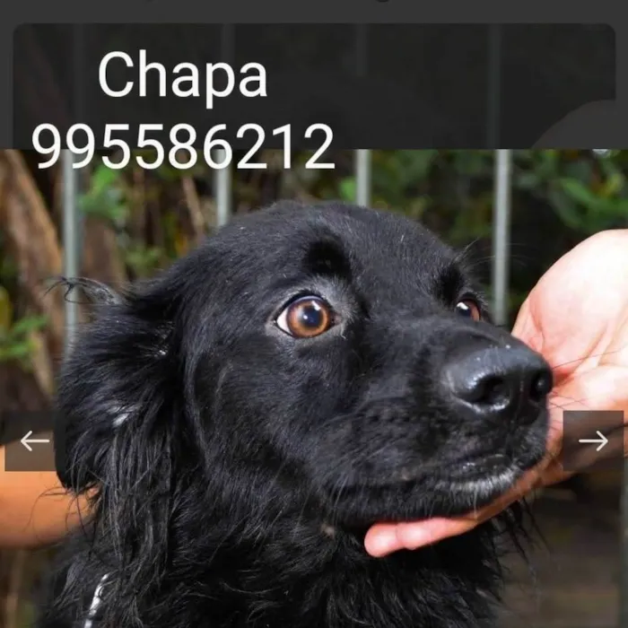Cachorro ra a SRD-ViraLata idade 2 anos nome Chapa