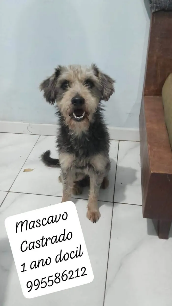 Cachorro ra a SRD-ViraLata idade 1 ano nome Mascavo