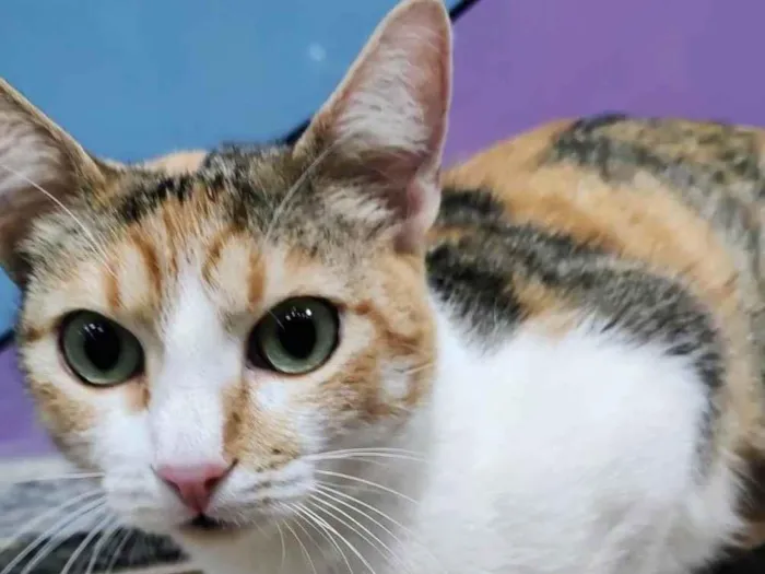 Gato raça SRD-ViraLata idade 2 anos nome Latiffa