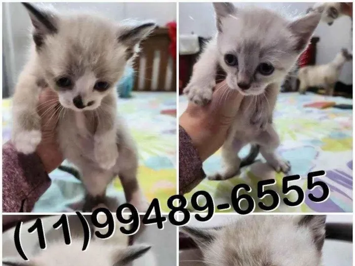 Gato raça SRD-ViraLata idade Abaixo de 2 meses nome Gatinhos