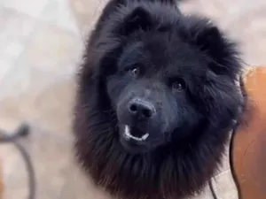 Cachorro raça Chow Chow idade 1 ano nome Hórus 