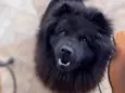 Hórus