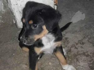 Cachorro raça SRD-ViraLata idade 2 a 6 meses nome Negao