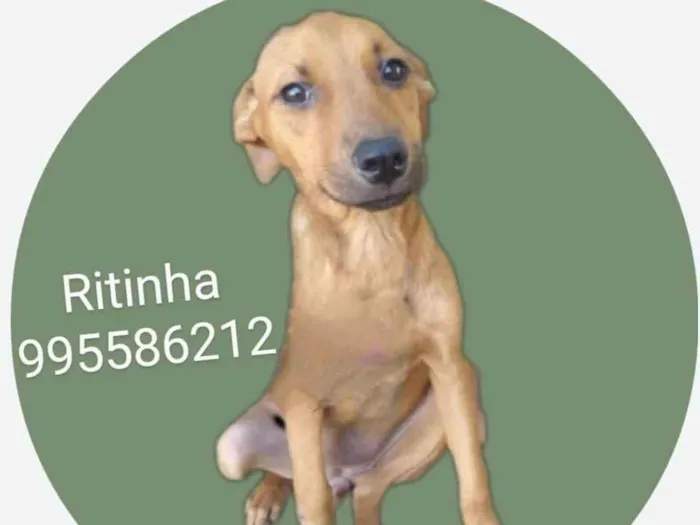 Cachorro ra a SRD-ViraLata idade 2 anos nome Ritinha