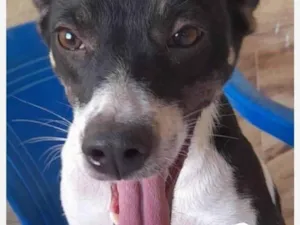 Cachorro raça SRD-ViraLata idade 2 anos nome Sissi