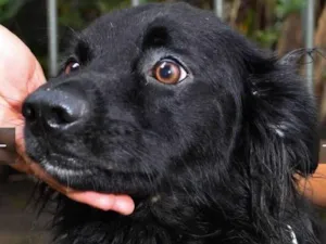 Cachorro raça SRD-ViraLata idade 2 anos nome Chapa