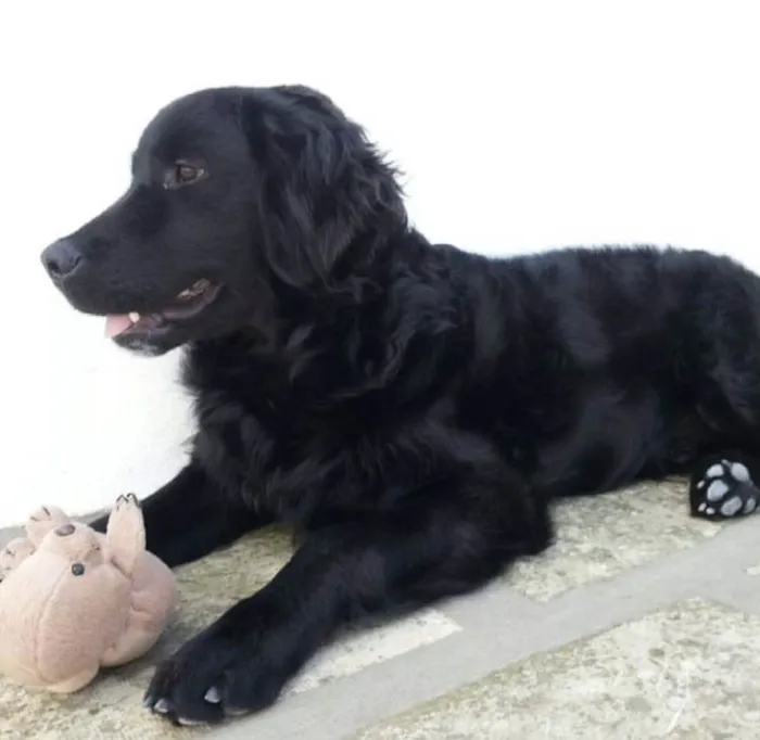 Cachorro ra a Misturado  idade 7 a 11 meses nome Barney