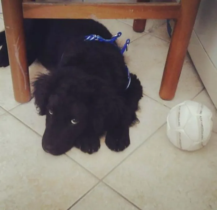 Cachorro ra a Misturado  idade 7 a 11 meses nome Barney
