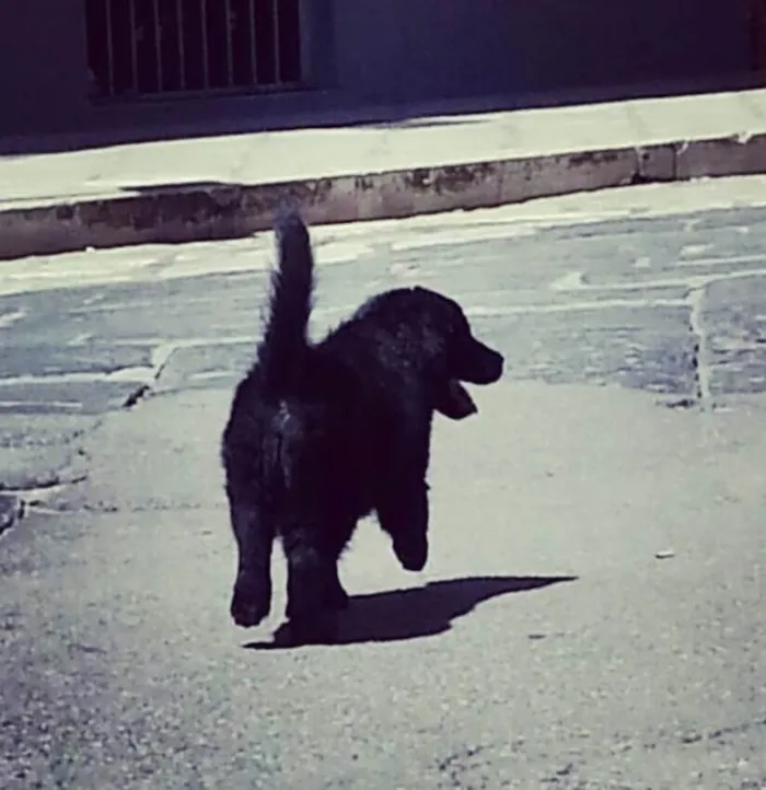 Cachorro ra a Misturado  idade 7 a 11 meses nome Barney