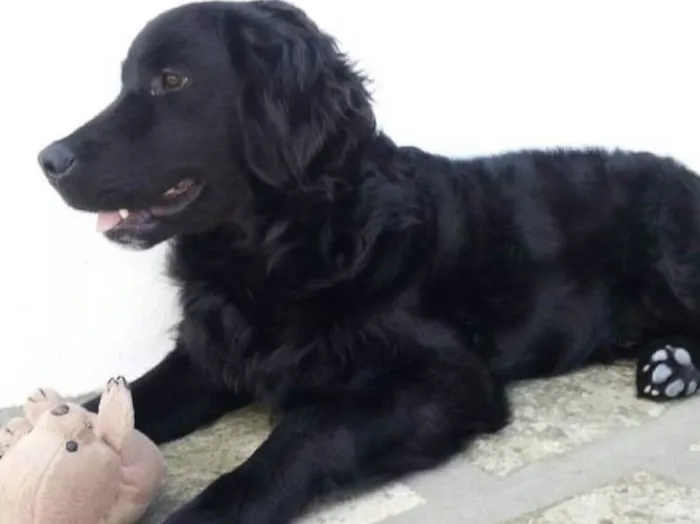 Cachorro ra a Misturado  idade 7 a 11 meses nome Barney