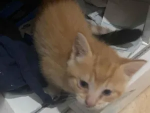 Gato raça SRD-ViraLata idade 2 a 6 meses nome laranjinha 