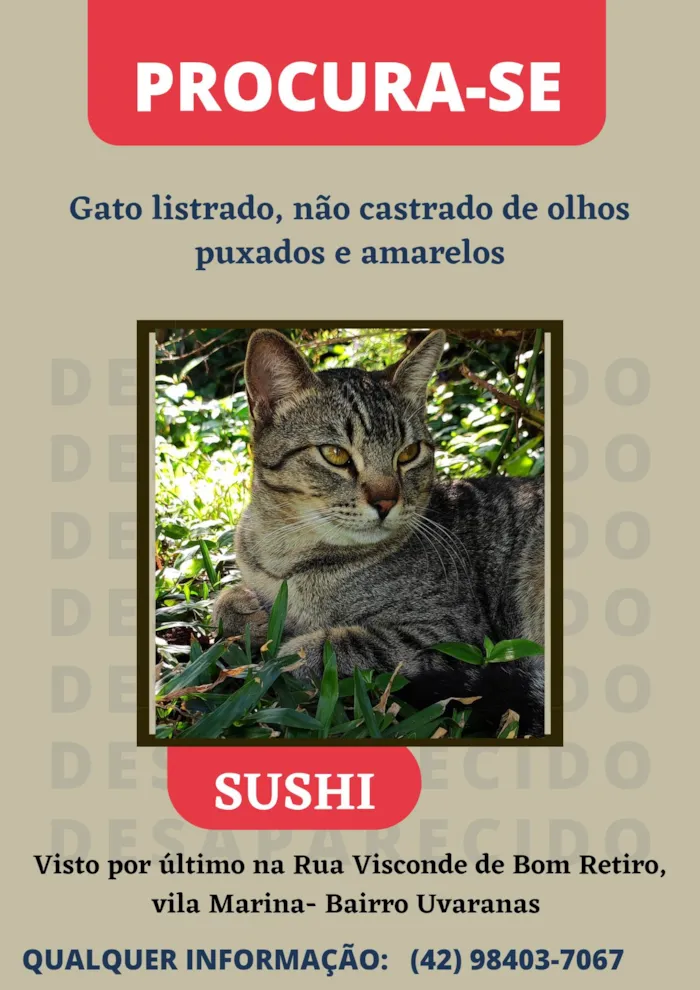 Gato ra a Gato listrado idade 7 a 11 meses nome Sushi