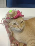 Simba