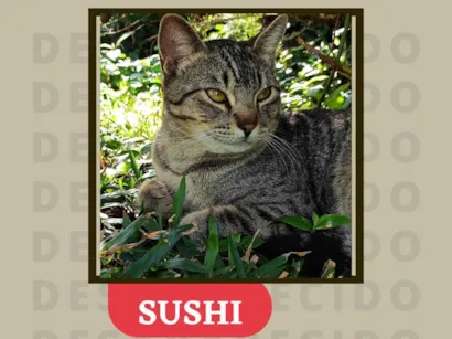 Gato raça Gato listrado idade 7 a 11 meses nome Sushi
