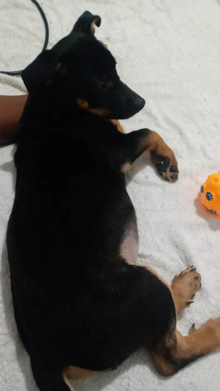 Cachorro ra a  idade 2 a 6 meses nome Spike