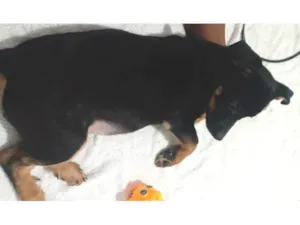 Cachorro raça  idade 2 a 6 meses nome Spike