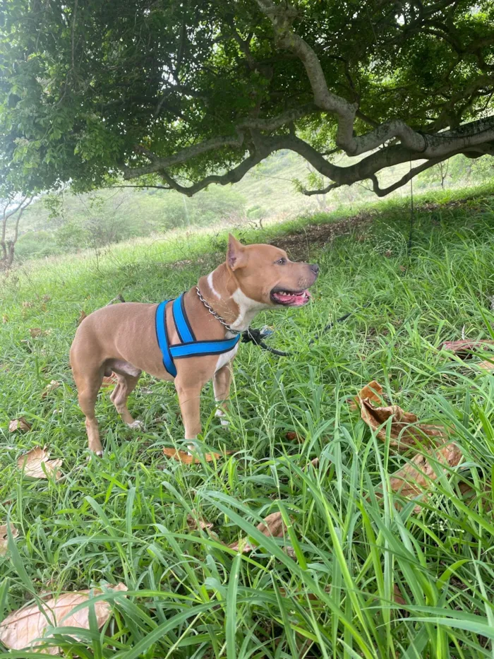 Cachorro ra a Pit-Bull idade 2 anos nome Beethoven 