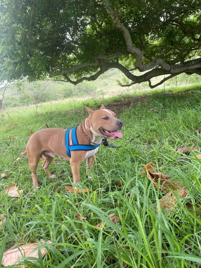 Cachorro ra a Pit-Bull idade 2 anos nome Beethoven 