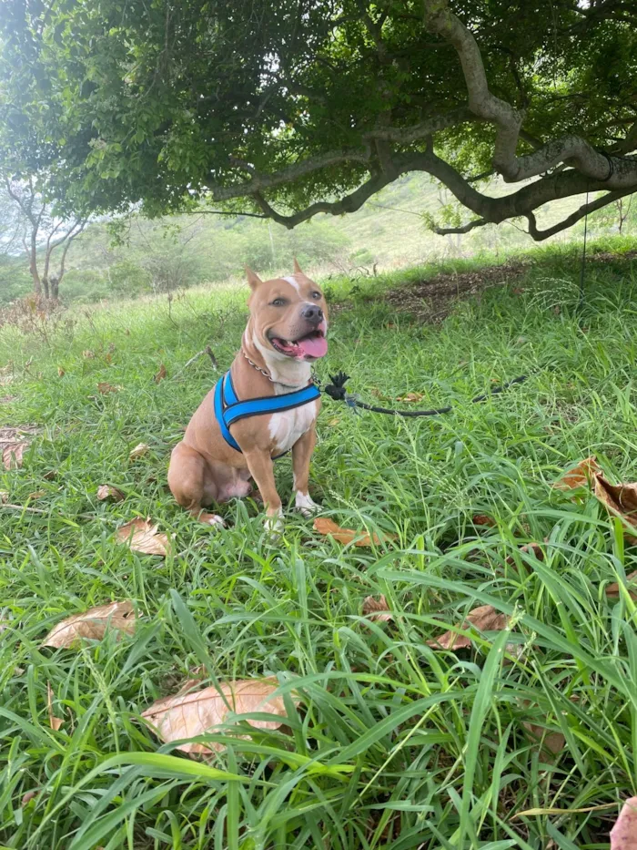 Cachorro ra a Pit-Bull idade 2 anos nome Beethoven 