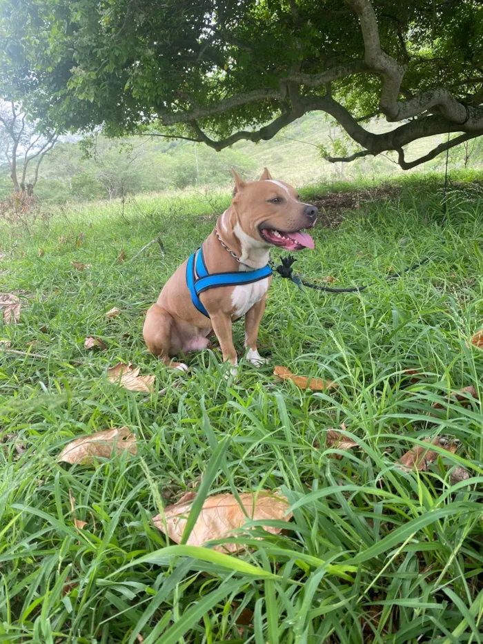 Cachorro ra a Pit-Bull idade 2 anos nome Beethoven 