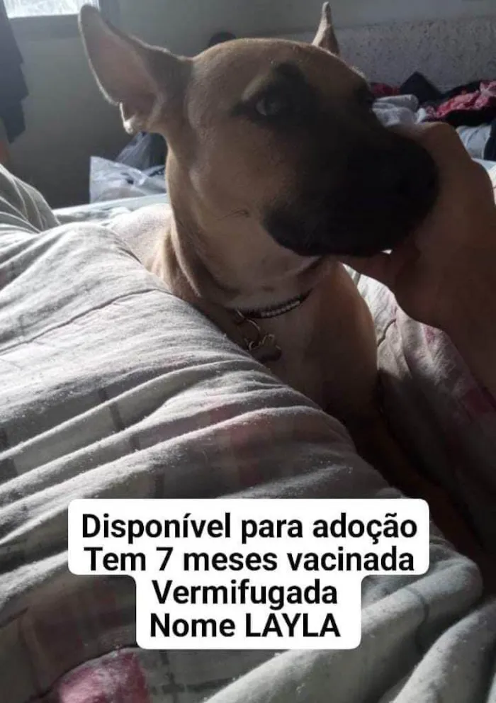 Cachorro ra a SRD-ViraLata idade 7 a 11 meses nome Layla