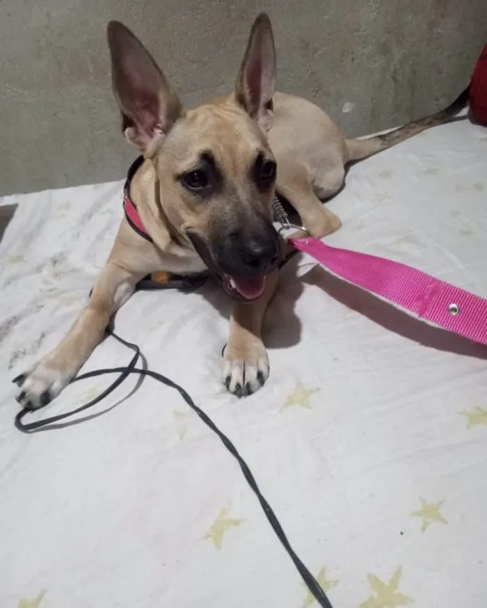 Cachorro ra a SRD-ViraLata idade 7 a 11 meses nome Layla