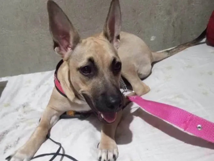 Cachorro ra a SRD-ViraLata idade 7 a 11 meses nome Layla