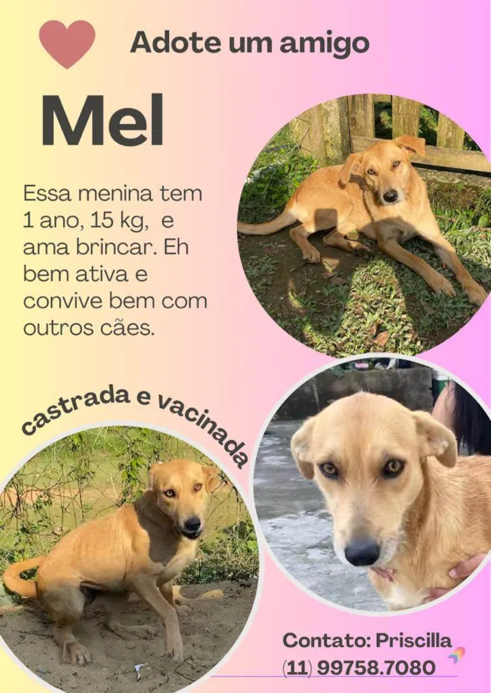 Cachorro raça SRD idade 2 a 6 meses nome Mel