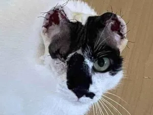 Gato raça SRD-ViraLata idade 1 ano nome BRISA